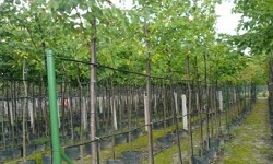 ŁAPIŃSKI VIVERO vivero de plantas árboles arbustos perennes Polonia 12